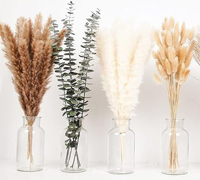 plantas sencillas para decorar